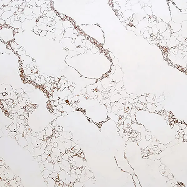 Calacatta Esplendor Quartz