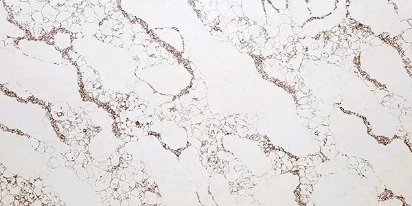Calacatta Esplendor Quartz